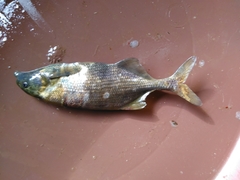 Marcusenius ussheri