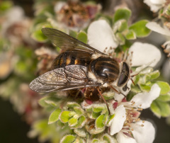 Scaptia jacksonii