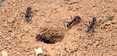 Iridomyrmex roseatus