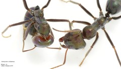 Iridomyrmex viridiaeneus