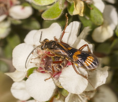 Sphictostethus aliciae