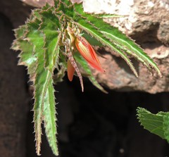Begonia boliviensis
