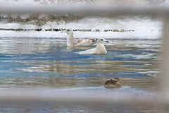 Larus glaucoides