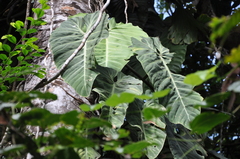 Philodendron gigas