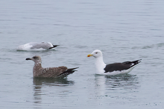 Larus marinus