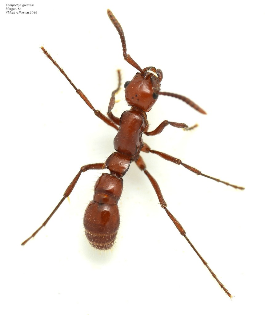 Lioponera princeps species group