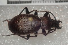 Carabus concolor lepontinus