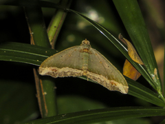 Oligopleura malachitaria