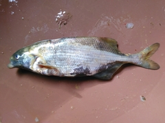 Marcusenius ussheri
