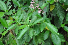 Macrocnemum roseum