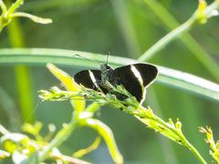 Telegonus