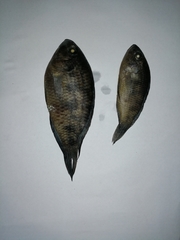 Thysochromis ansorgii
