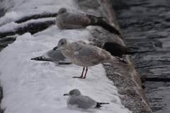 Larus argentatus × glaucescens
