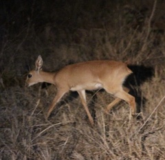 Raphicerus campestris neumanni