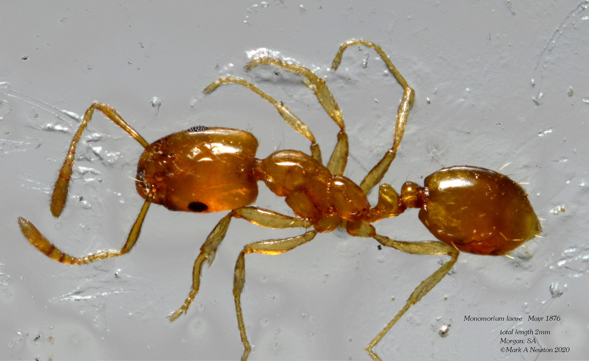 Monomorium laeve