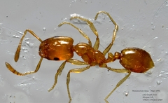 Monomorium laeve