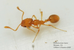 Monomorium laeve