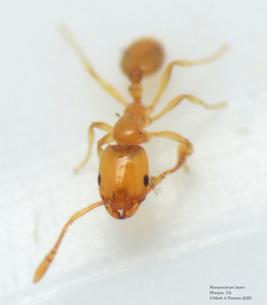 Yellow Mono Ant