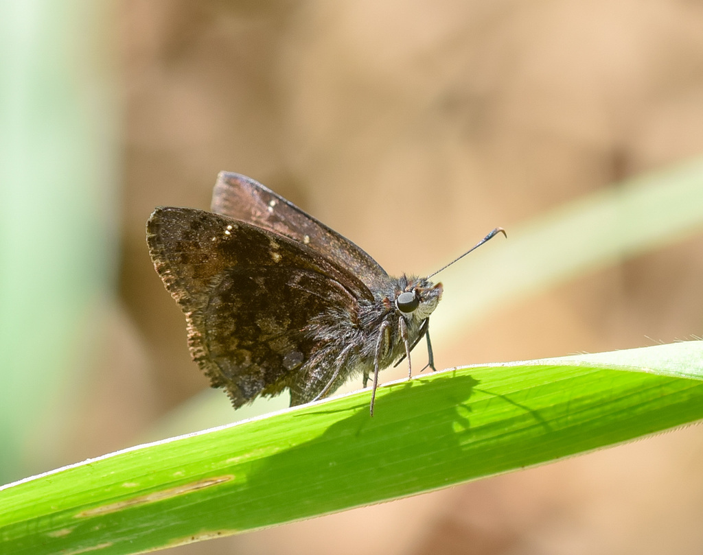 Cogia cerradicola