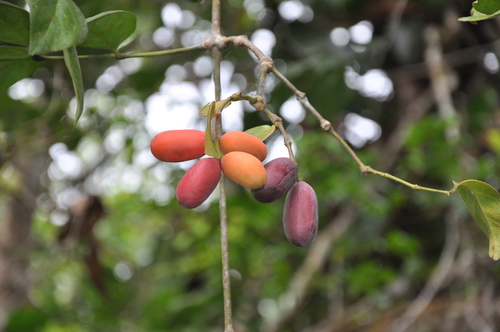 Gnetum leyboldii observed 2022-01-16