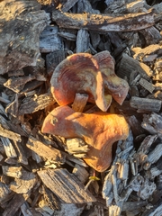 Gymnopilus thiersii
