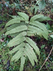 Pteris oshimensis