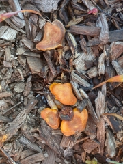 Gymnopilus thiersii