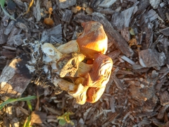 Gymnopilus thiersii