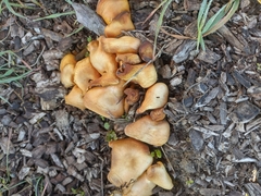 Gymnopilus thiersii