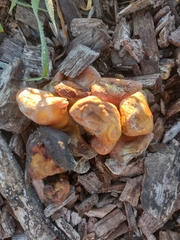 Gymnopilus thiersii