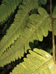 Pteris oshimensis