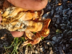 Gymnopilus thiersii
