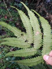 Pteris oshimensis
