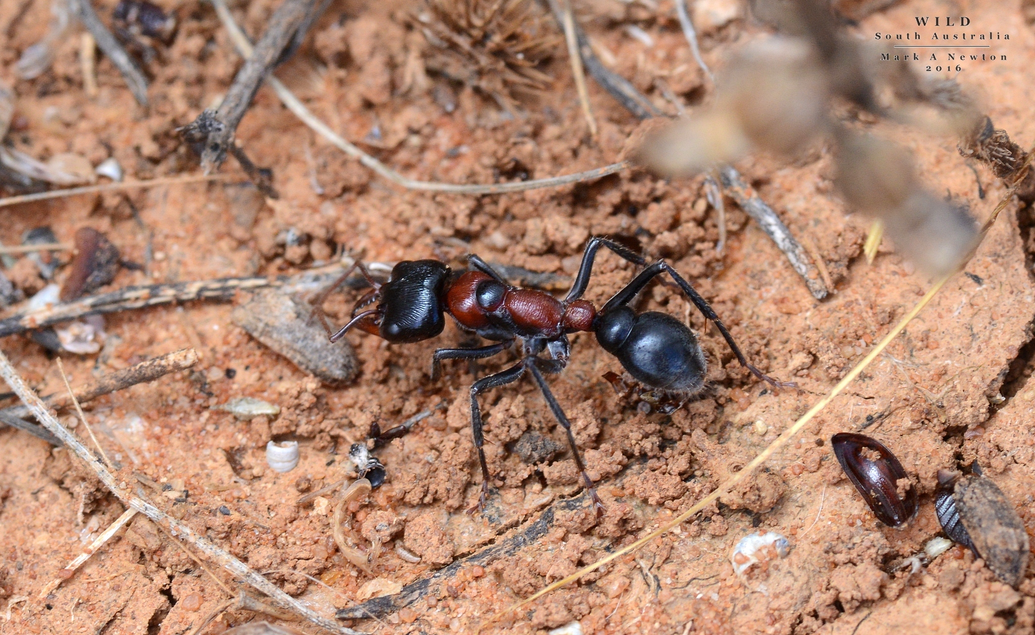 Myrmecia aberrans