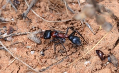 Myrmecia aberrans