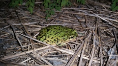 Anaxyrus debilis