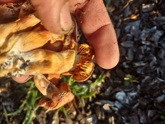 Gymnopilus thiersii
