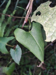 Reynoutria multiflora