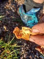 Gymnopilus thiersii