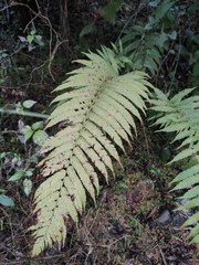 Pseudocyclosorus subochthodes