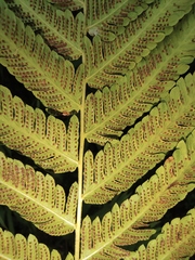 Pseudocyclosorus subochthodes