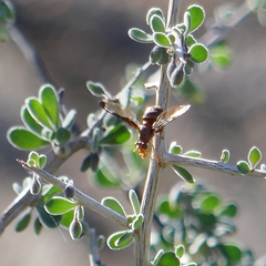 Diacrita