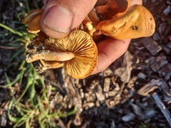 Gymnopilus thiersii