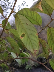 Itea chinensis