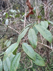 Itea chinensis
