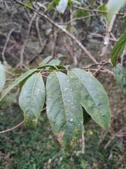 Itea chinensis
