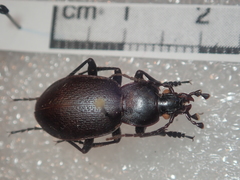 Carabus rumelicus rumelicus