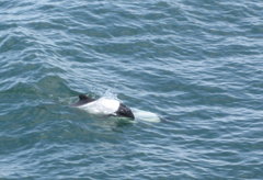 Cephalorhynchus commersonii