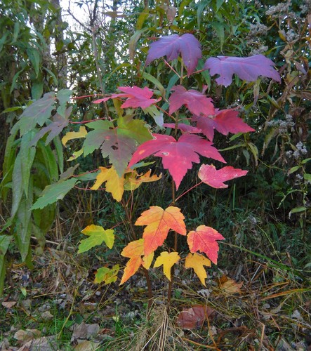 Acer x freemanii, photographed by an iNaturalist contributor