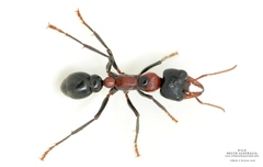 Myrmecia aberrans